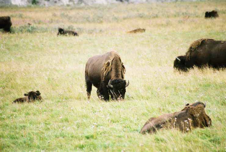 Bison01