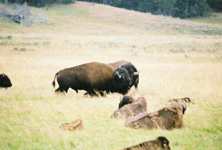 Bison02