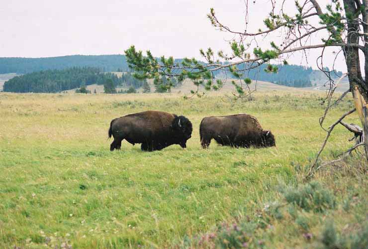 Bison03