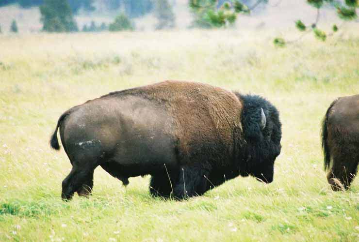 Bison04