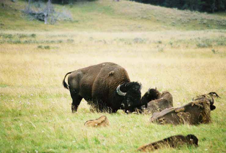 Bison05