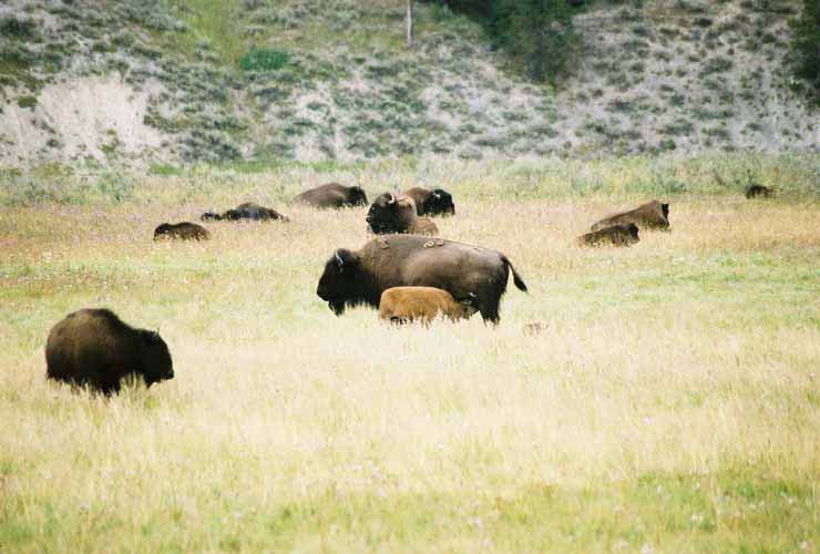 Bison06
