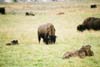 Bison01