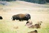 Bison02