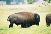 Bison04