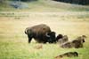Bison05
