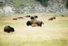 Bison06