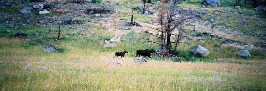 Moose05