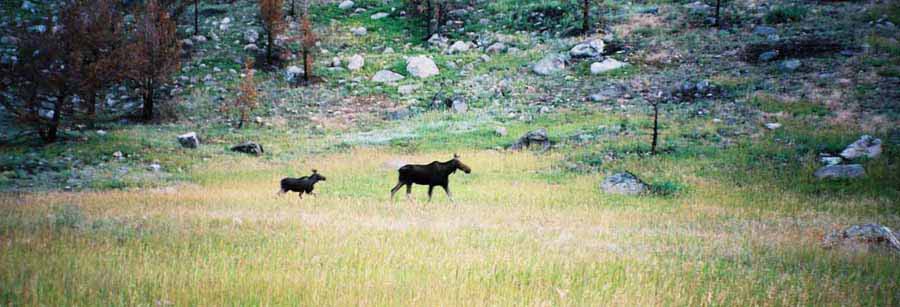 Moose06