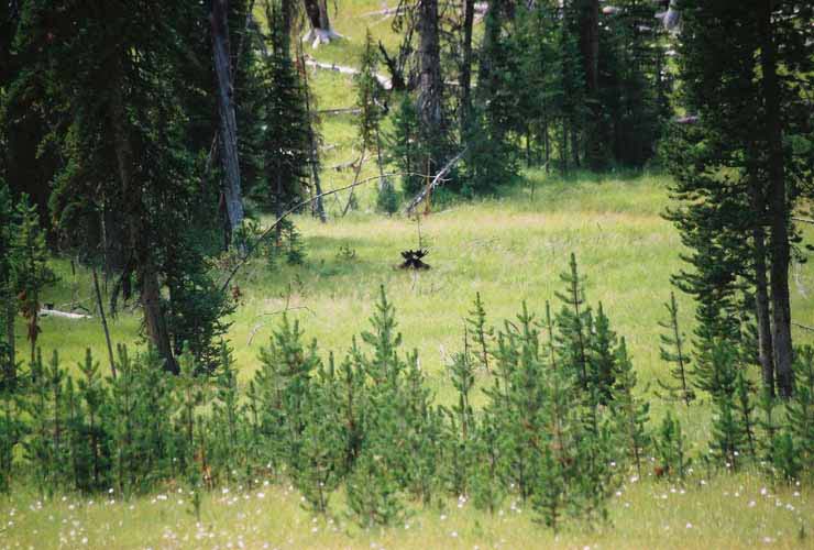 Moose07