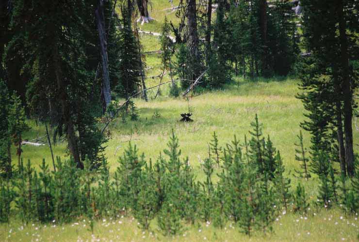 Moose08