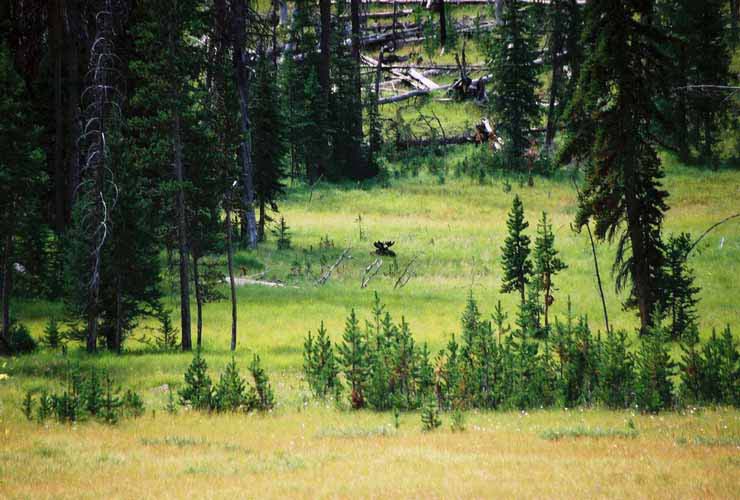 Moose09