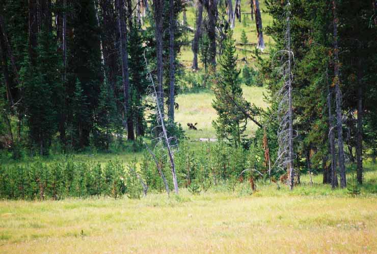 Moose10