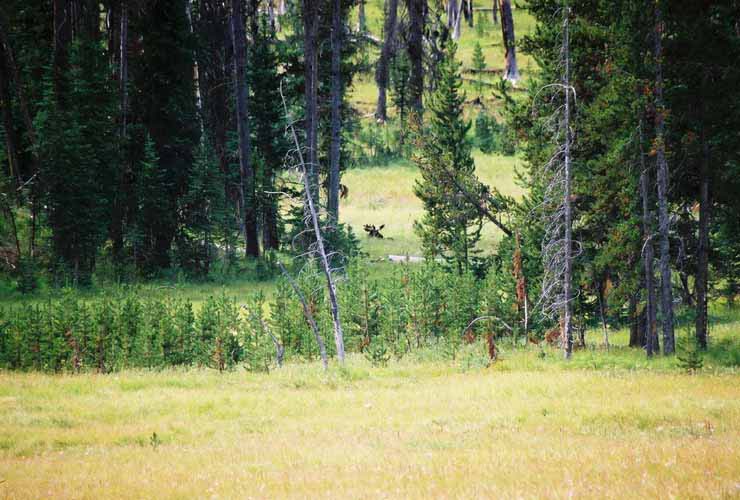 Moose11