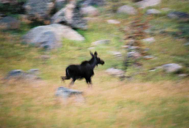 Moose13