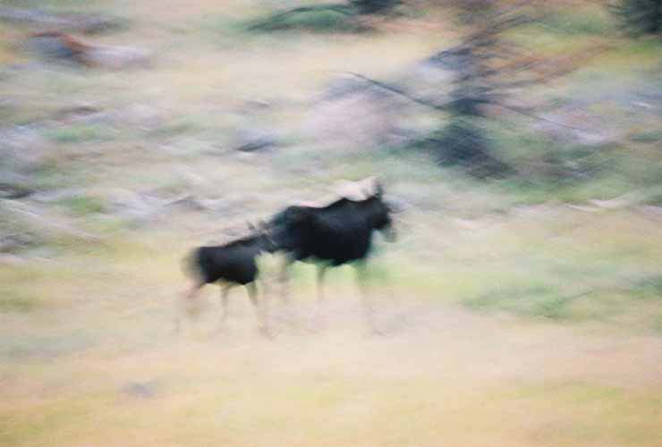 Moose15