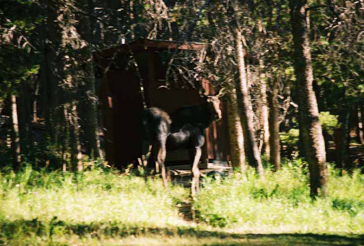 Moose16