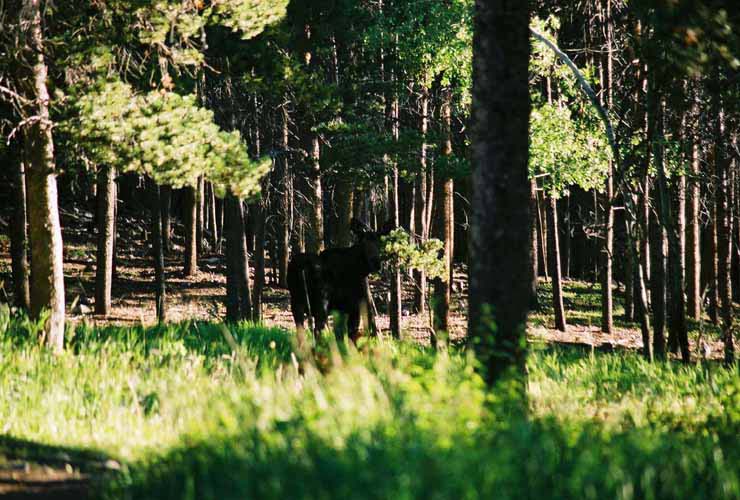 Moose17