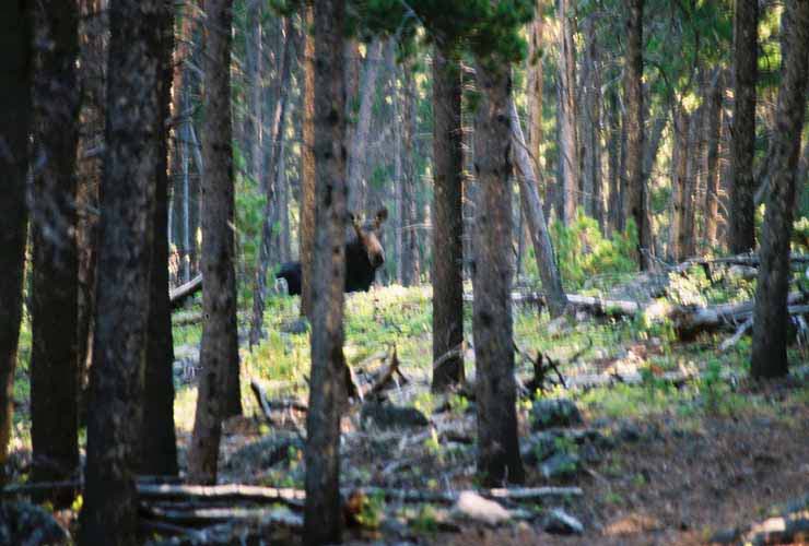 Moose18