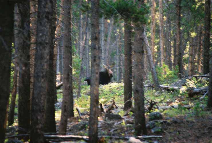 Moose19