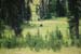Moose07