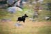 Moose13
