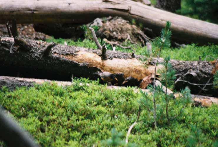 YellowStone05
