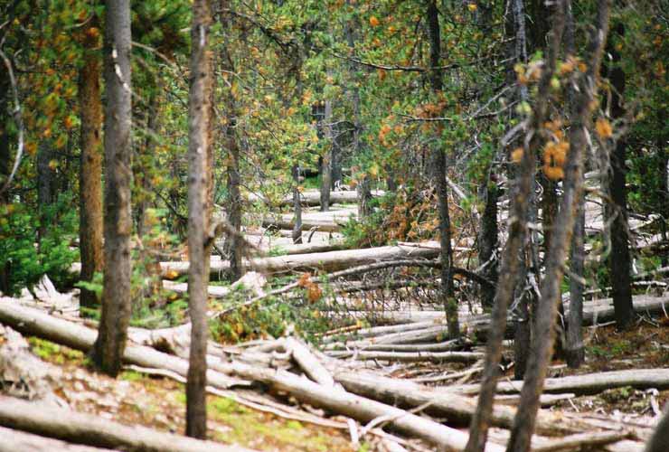 YellowStone13