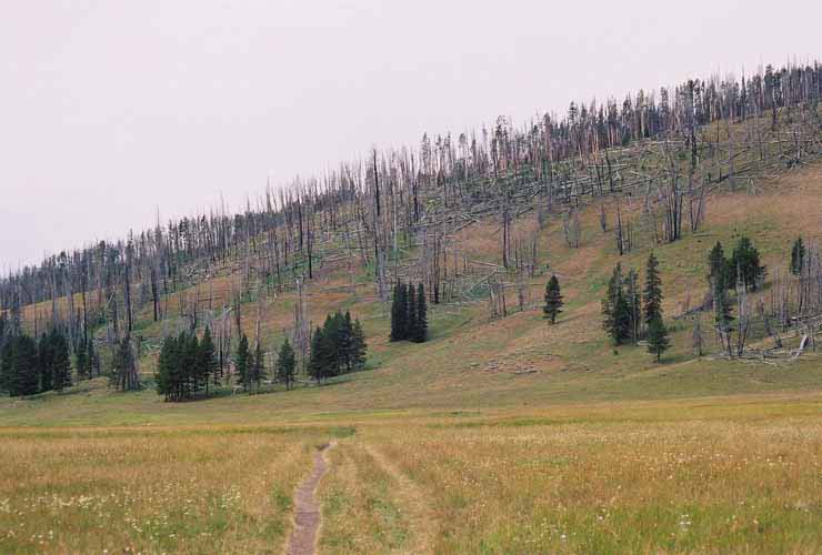 YellowStone18