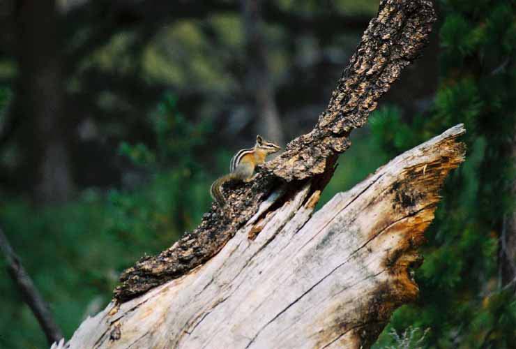 YellowStone19