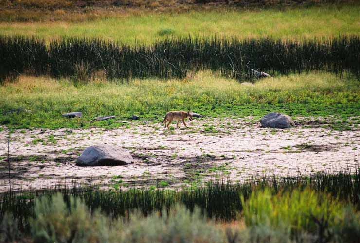 YellowStone30