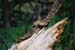 YellowStone19